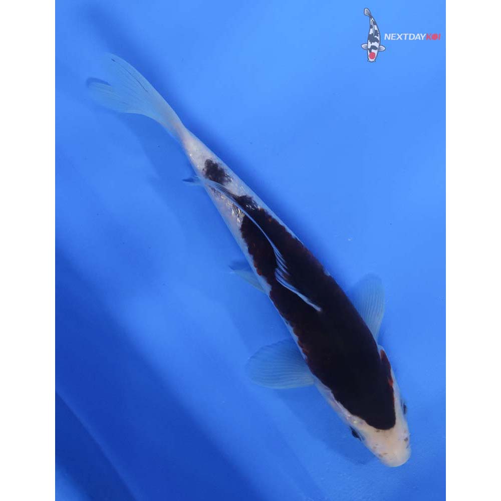 8” Imported Goromo