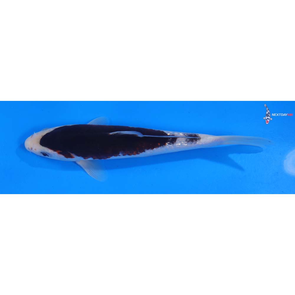 8” Imported Goromo
