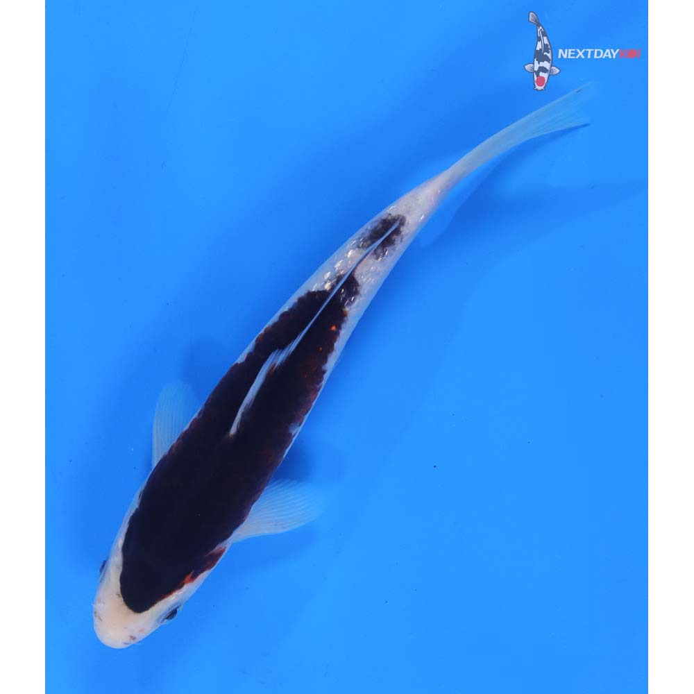 8” Imported Goromo