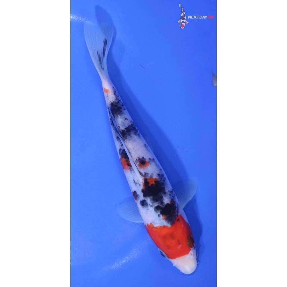 6” Imported Sanke