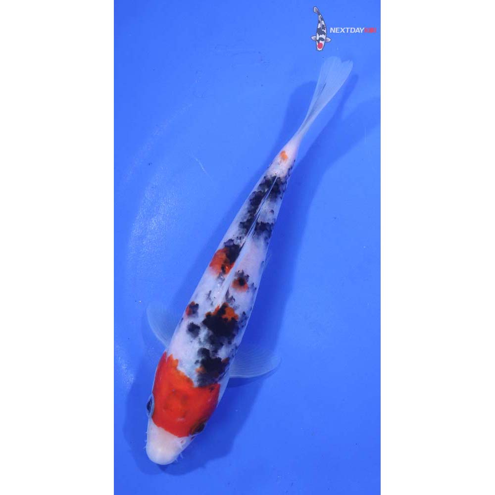 6” Imported Sanke