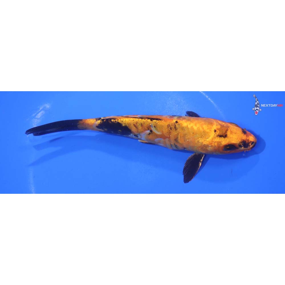 6.5” Imported Armor Scaled Kin Hi Utsuri