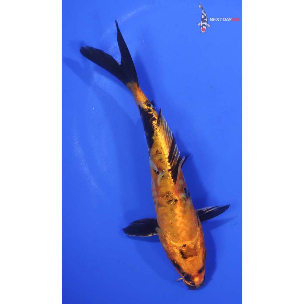6.5” Imported Armor Scaled Kin Hi Utsuri