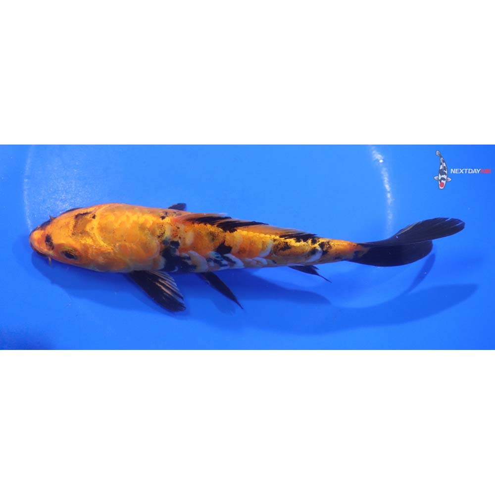 6.5” Imported Armor Scaled Kin Hi Utsuri