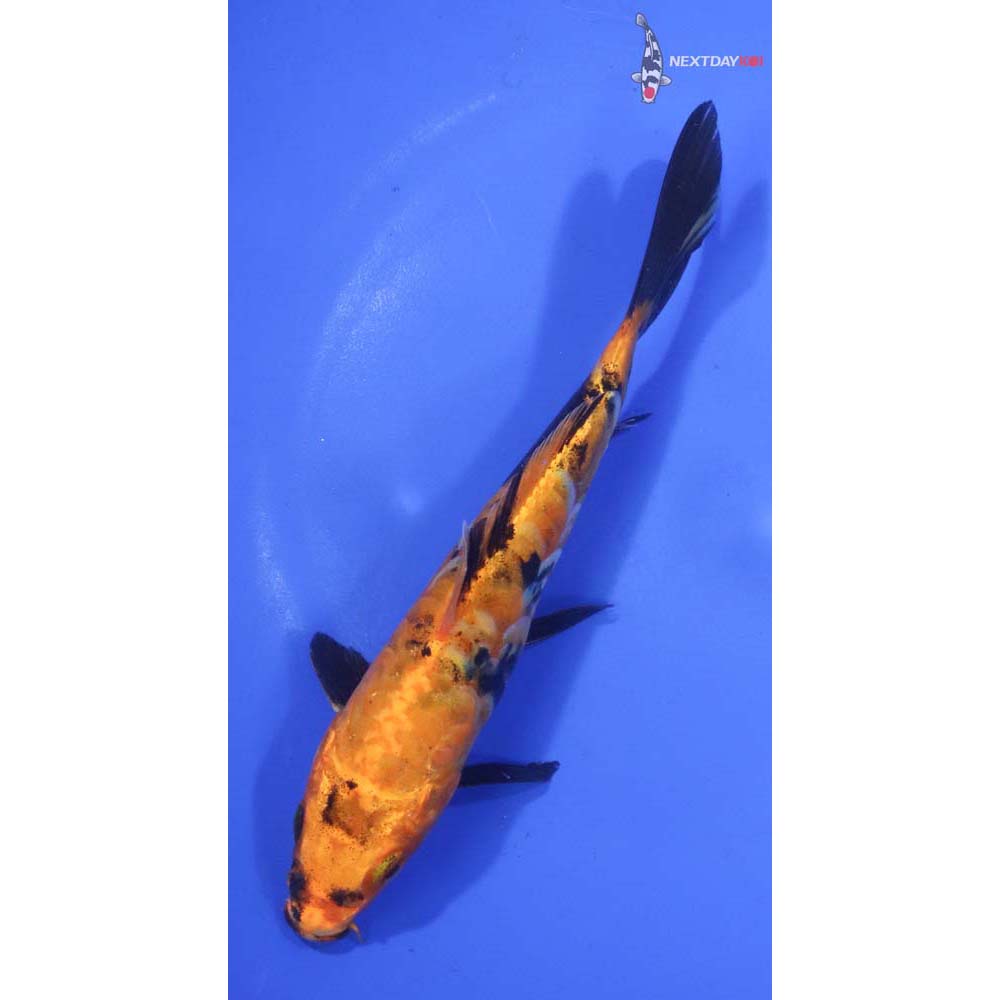 6.5” Imported Armor Scaled Kin Hi Utsuri