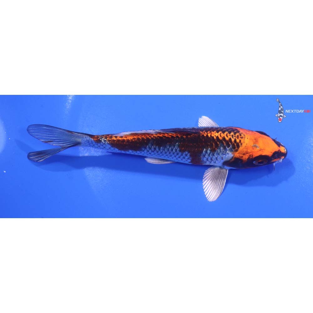 5.5” Imported Kujaku
