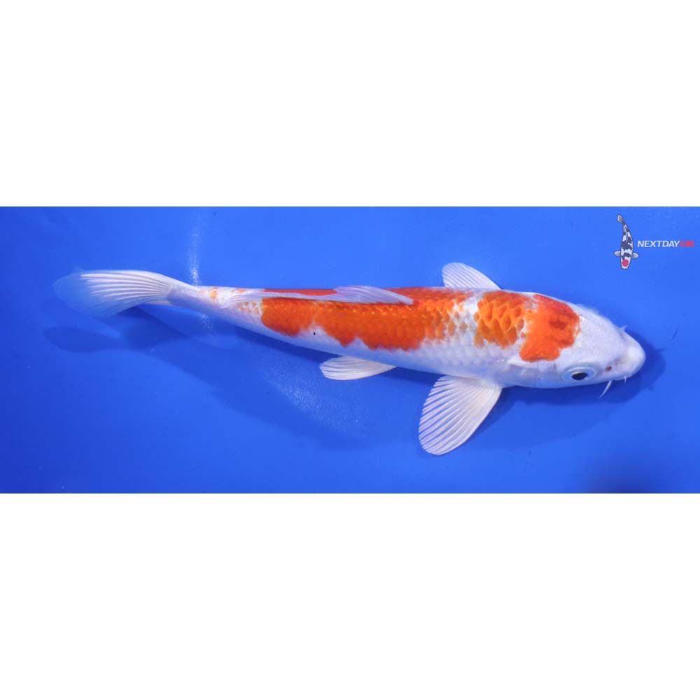 6.5” Imported Hariwake