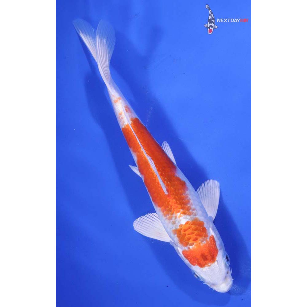 6.5” Imported Hariwake