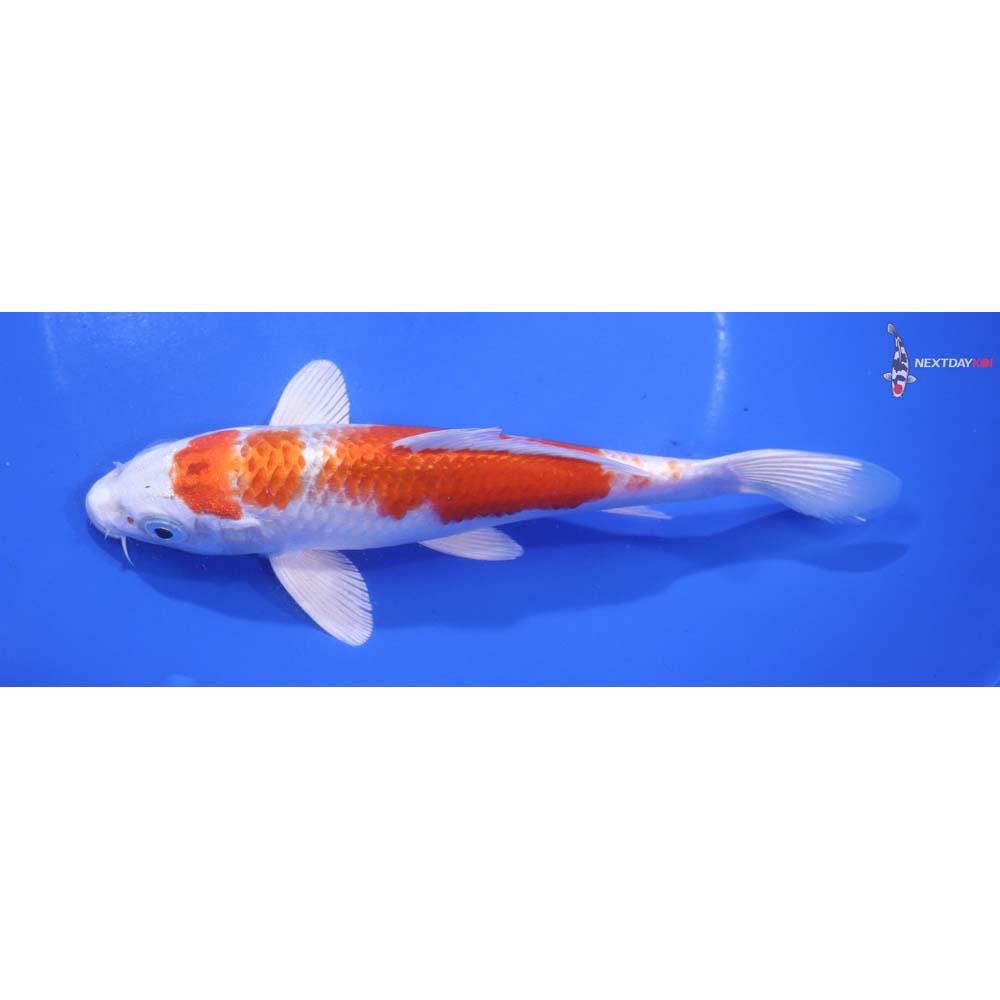 6.5” Imported Hariwake