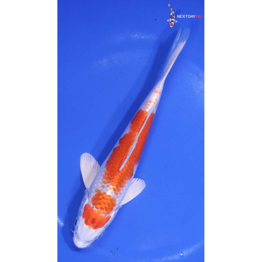 6.5” Imported Hariwake
