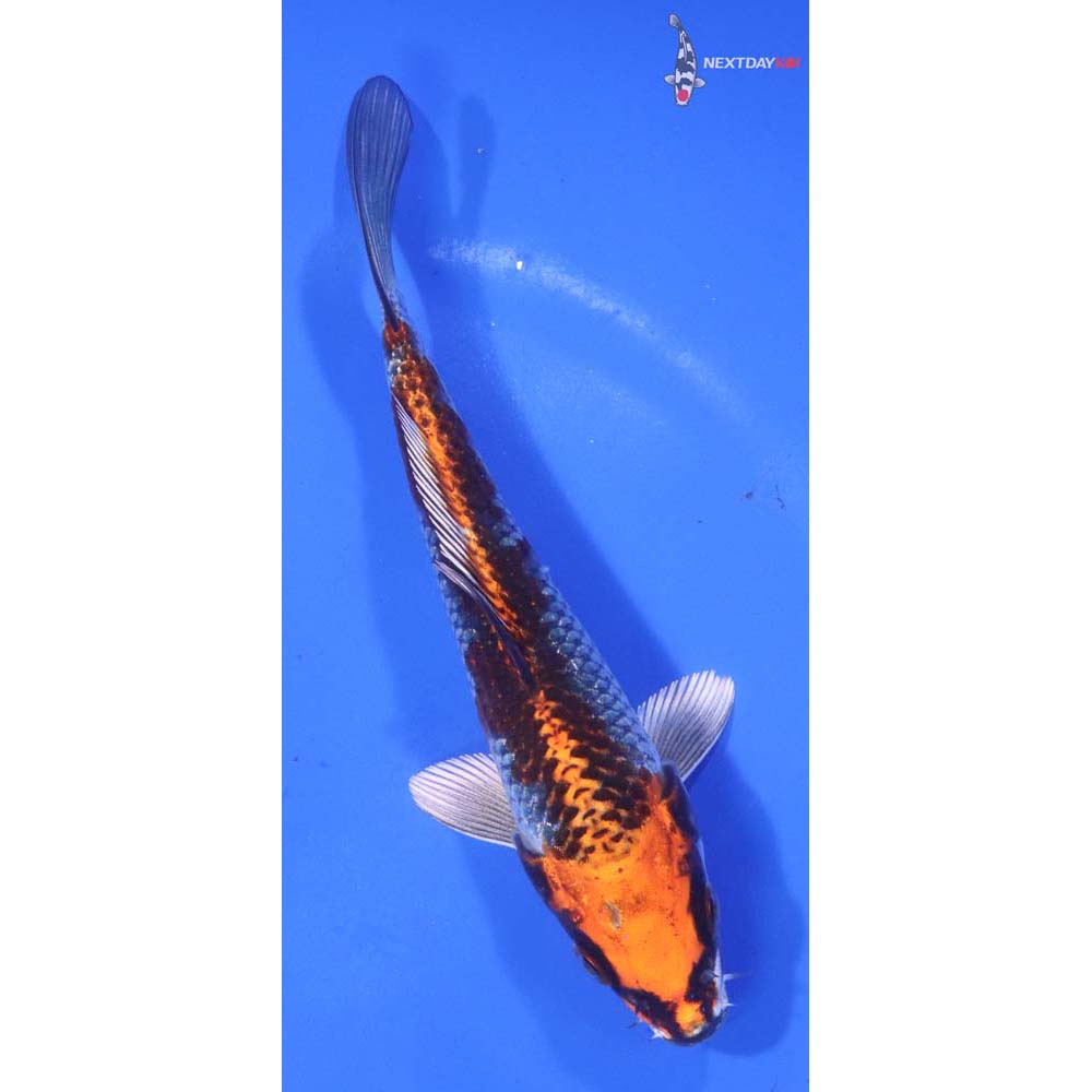 5.5” Imported Kujaku