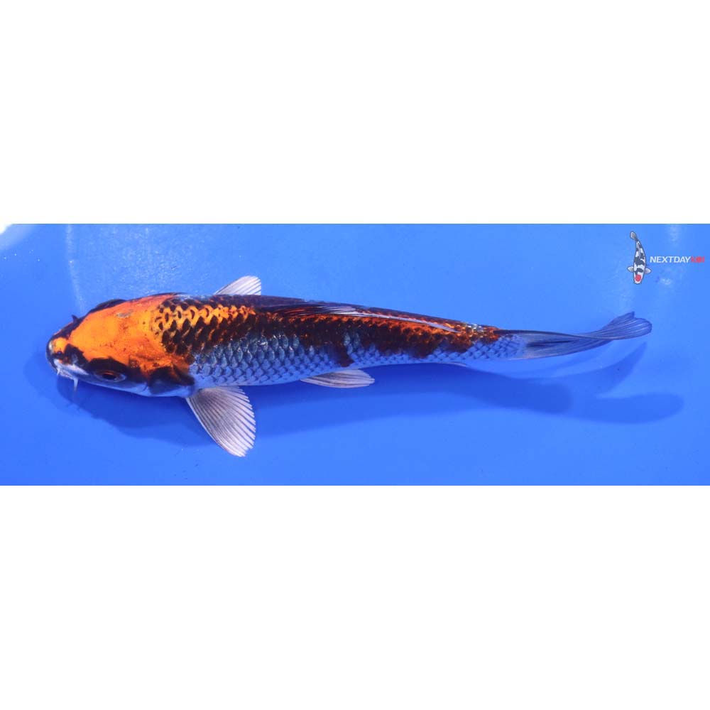 5.5” Imported Kujaku