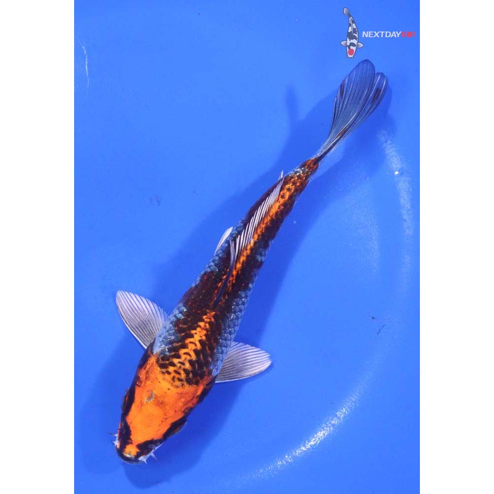 5.5” Imported Kujaku