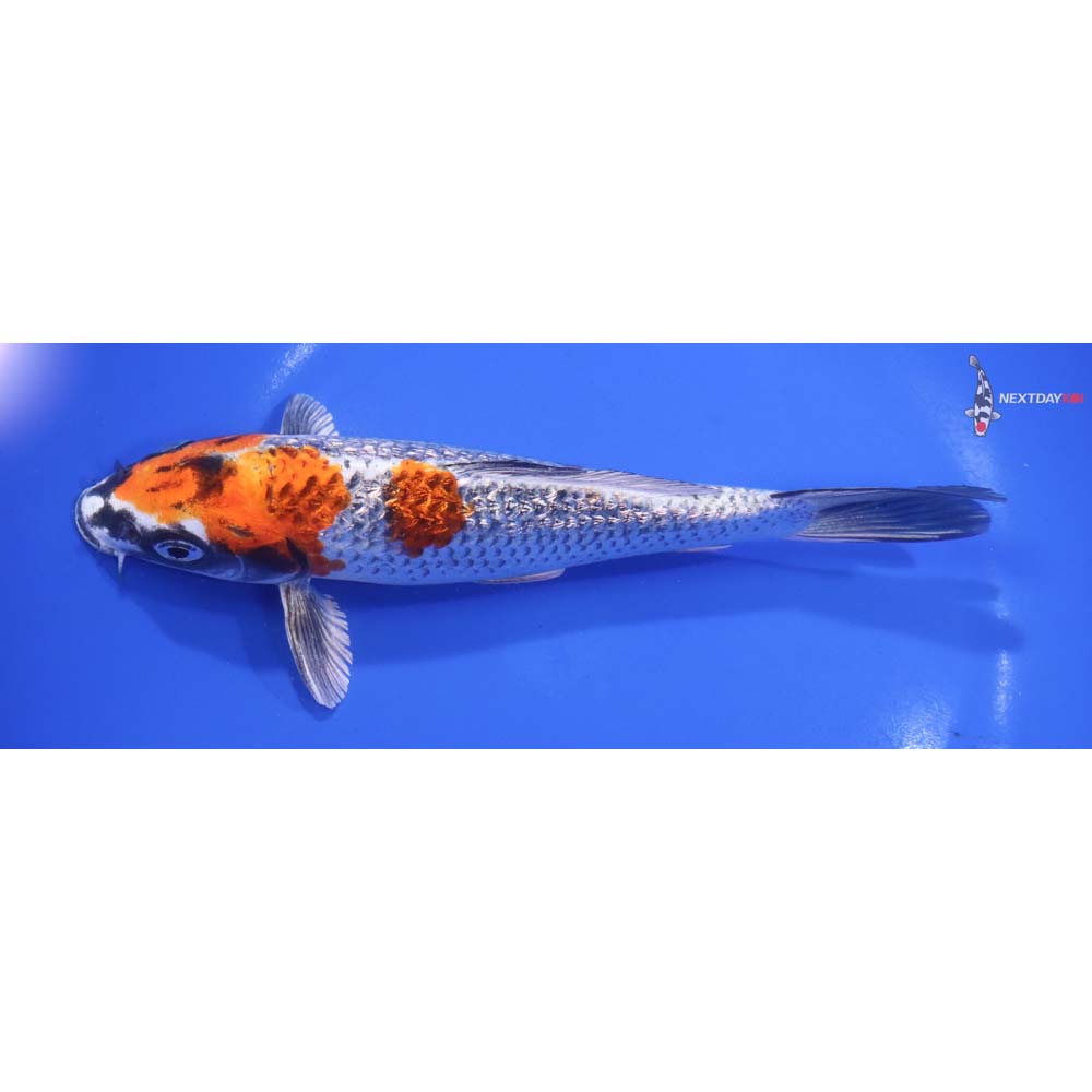 7” Imported Gin Rin Kujaku