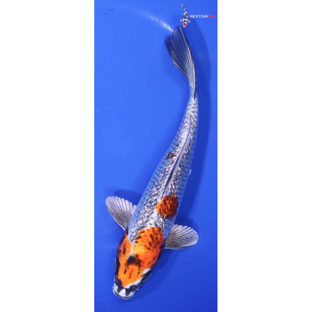 7” Imported Gin Rin Kujaku
