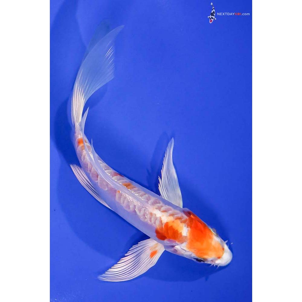 6” Imported Kikusui Butterfly Koi