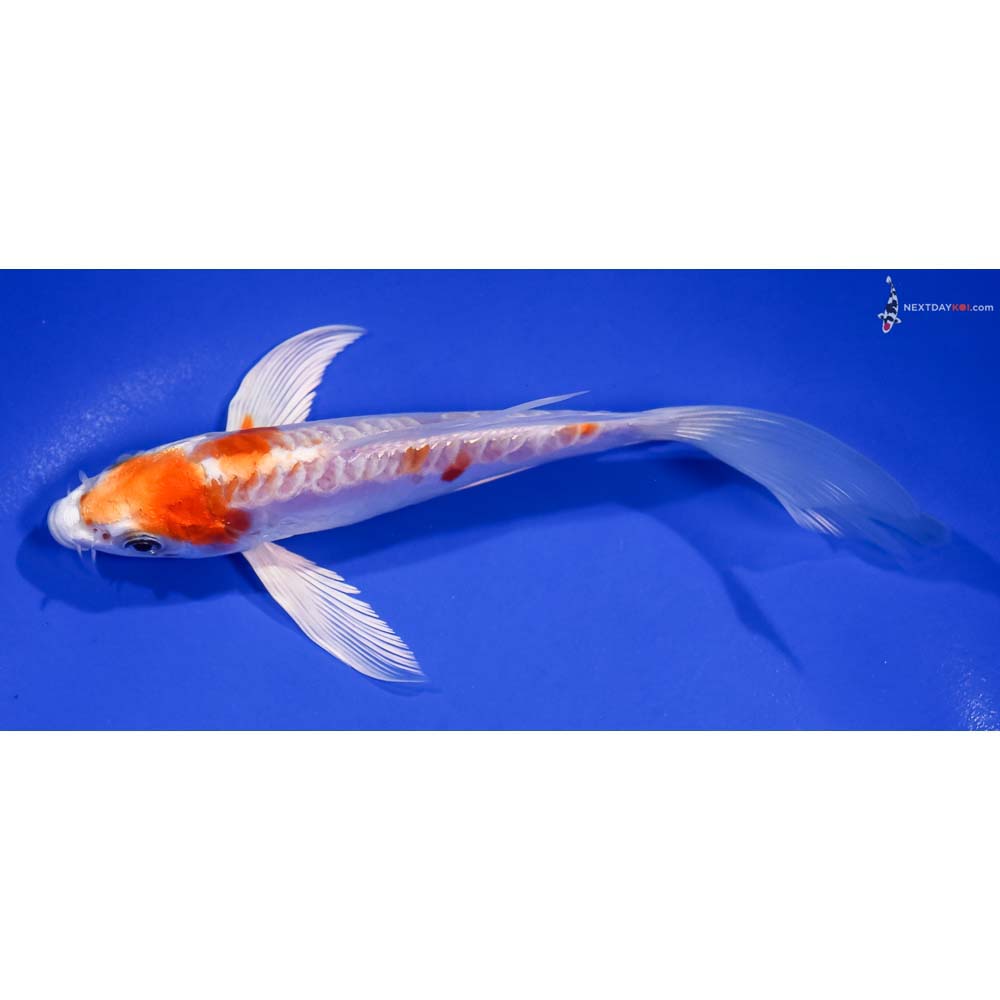 6” Imported Kikusui Butterfly Koi