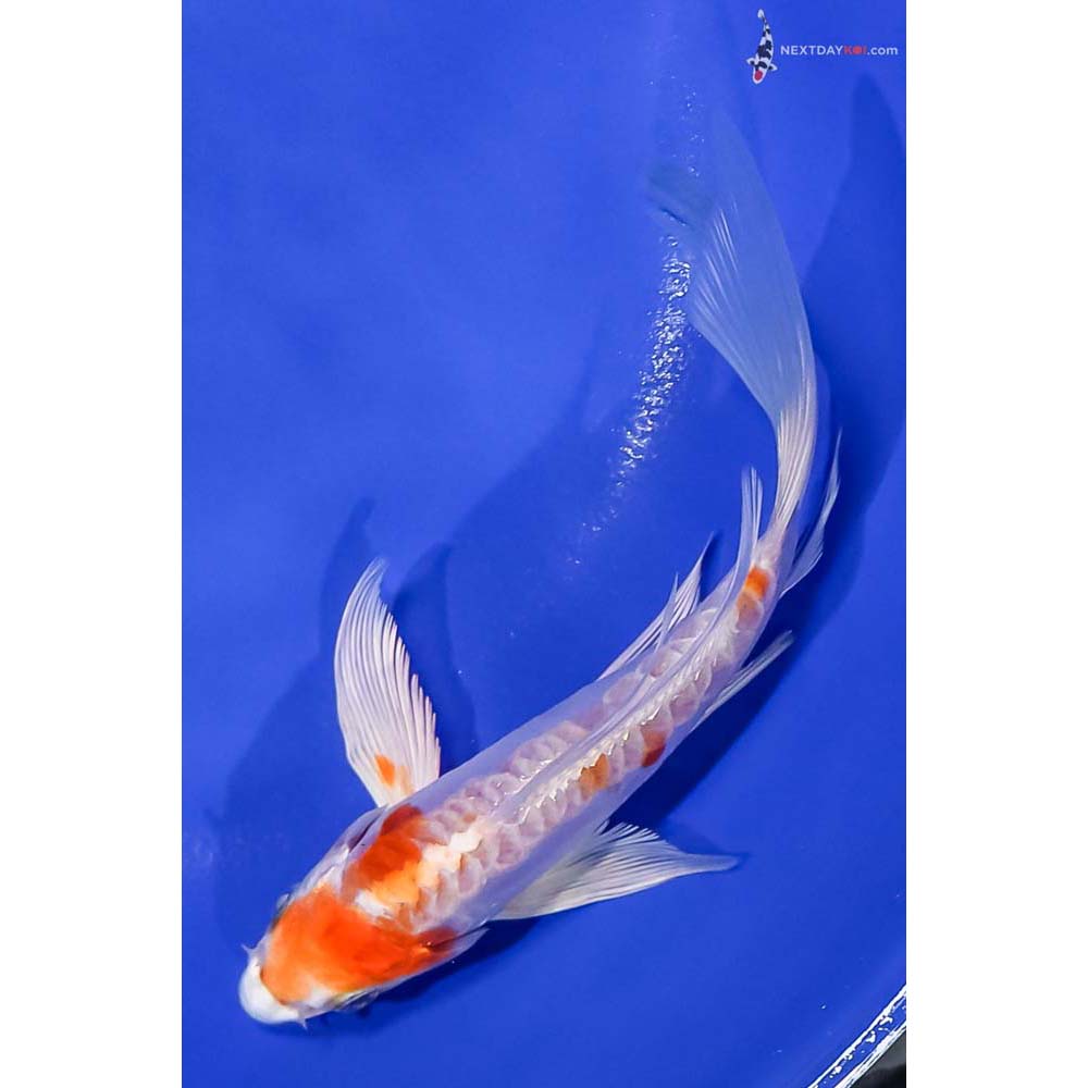 6” Imported Kikusui Butterfly Koi