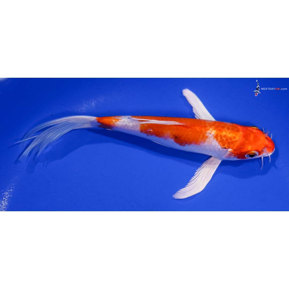 7” Imported Hariwake Butterfly Koi