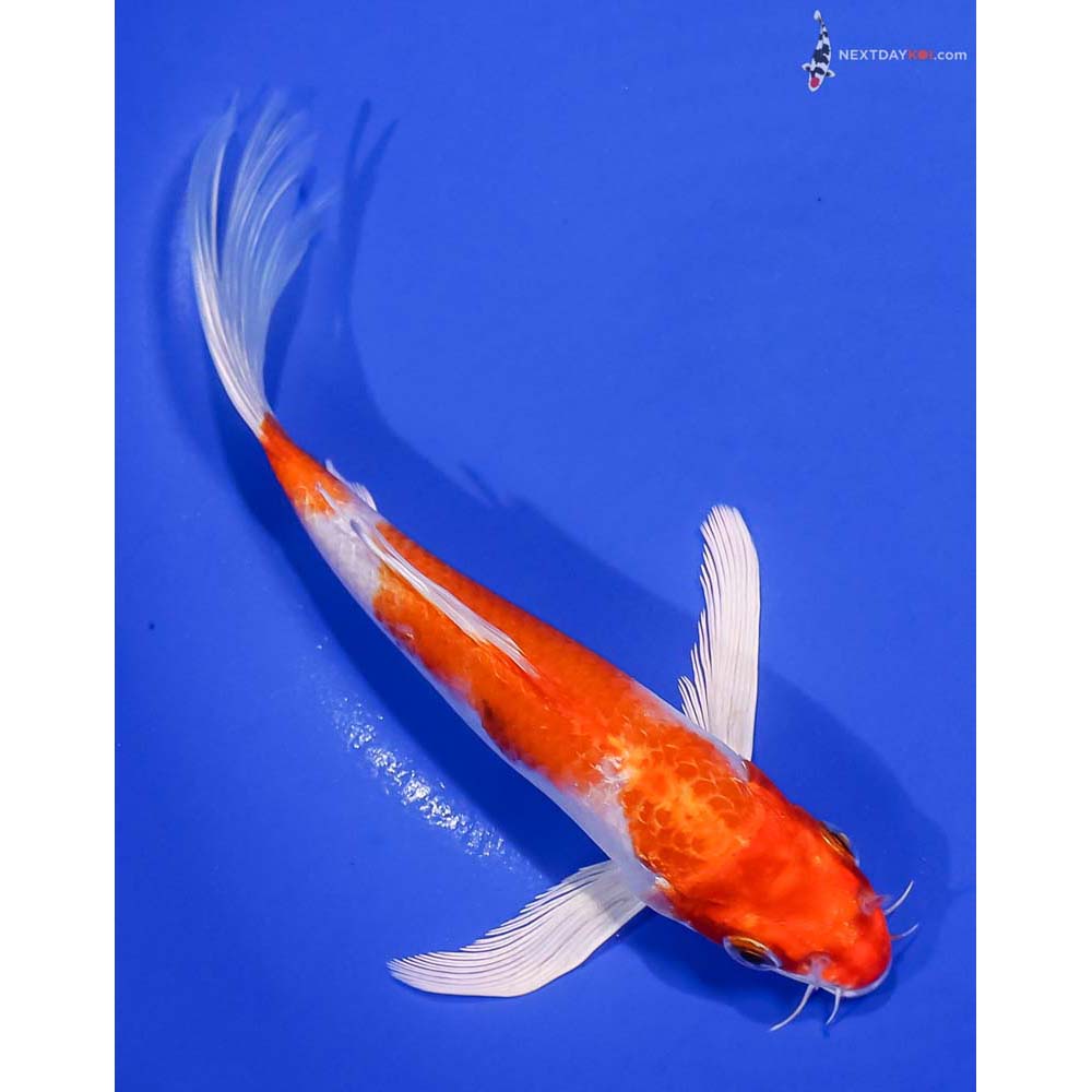 7” Imported Hariwake Butterfly Koi