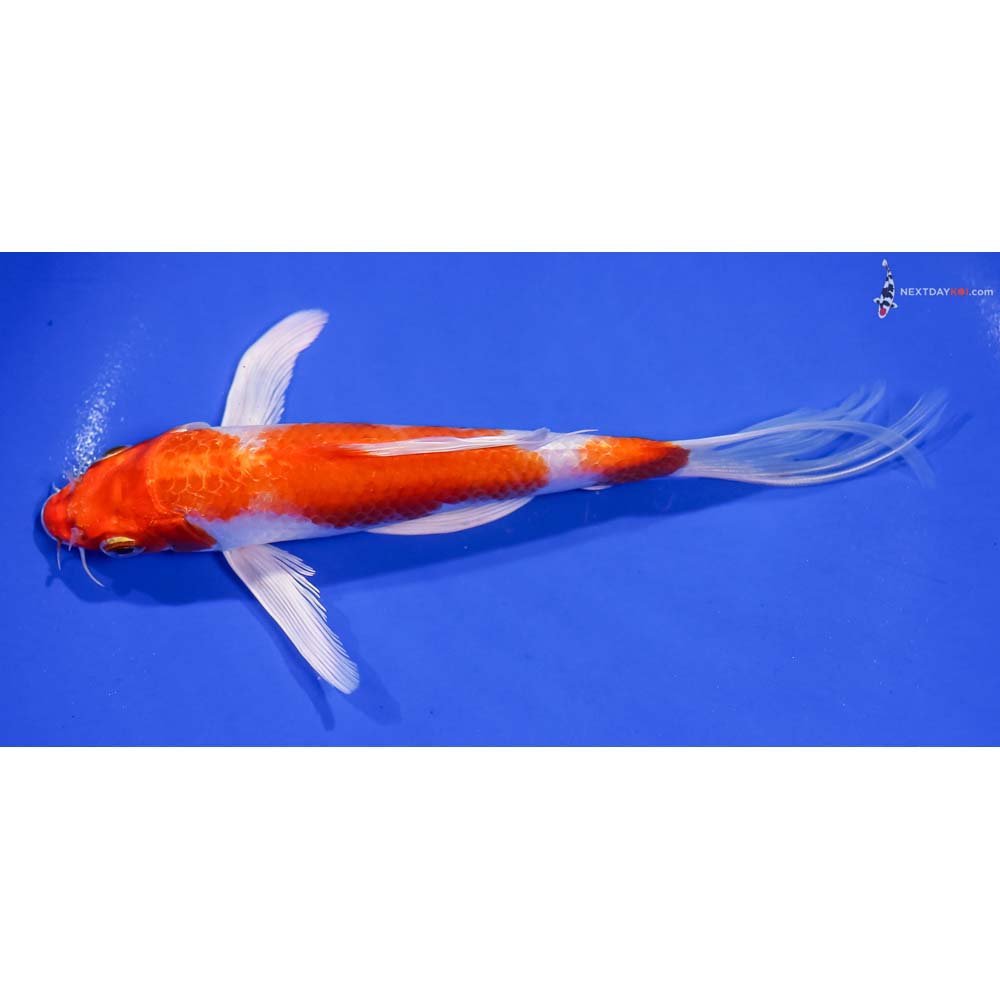 7” Imported Hariwake Butterfly Koi