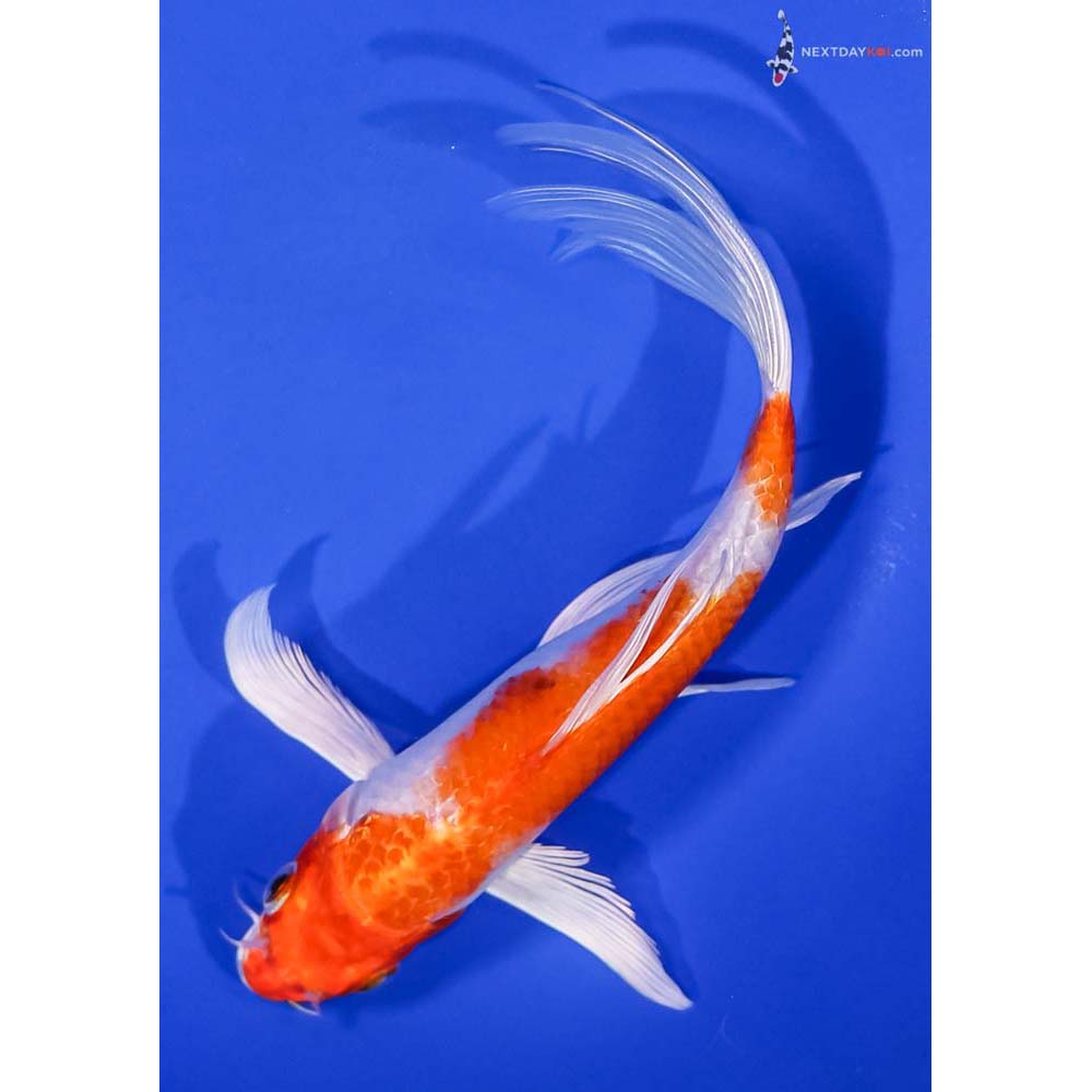 7” Imported Hariwake Butterfly Koi