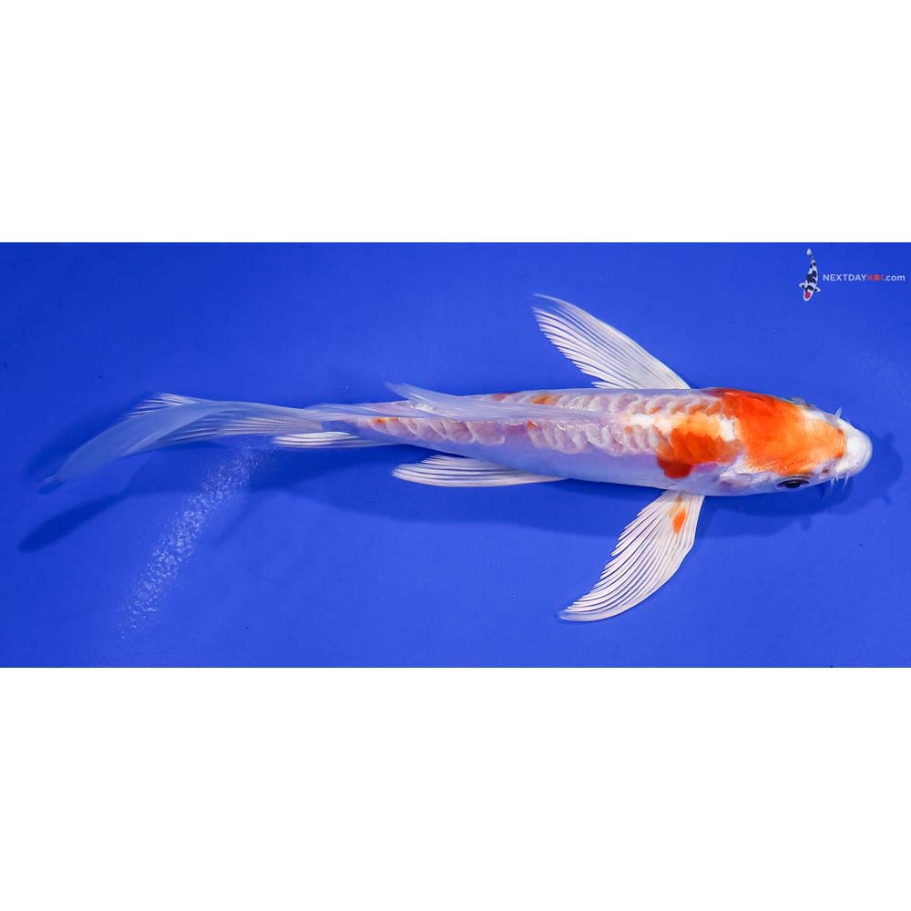 6” Imported Kikusui Butterfly Koi