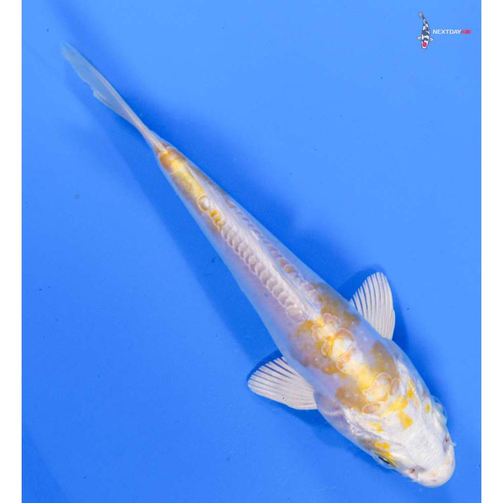 5.5” Imported Doitsu Lemon Hariwake