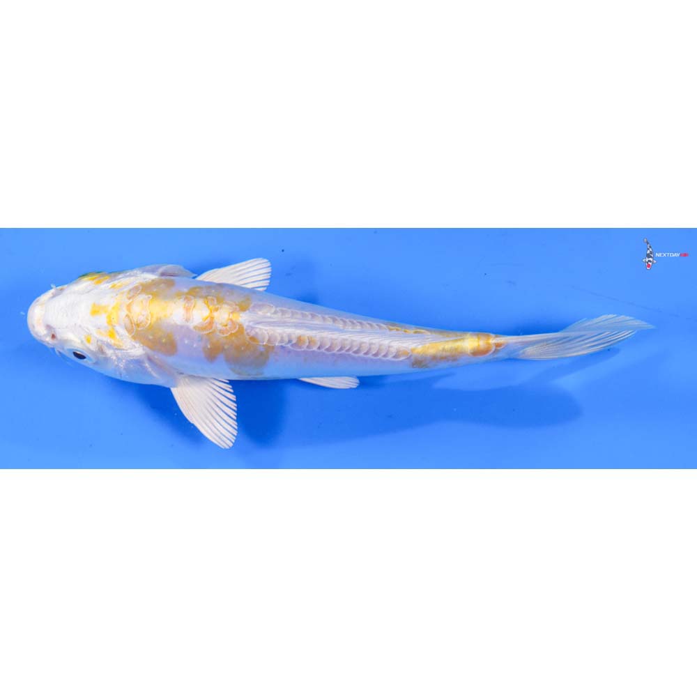 5.5” Imported Doitsu Lemon Hariwake
