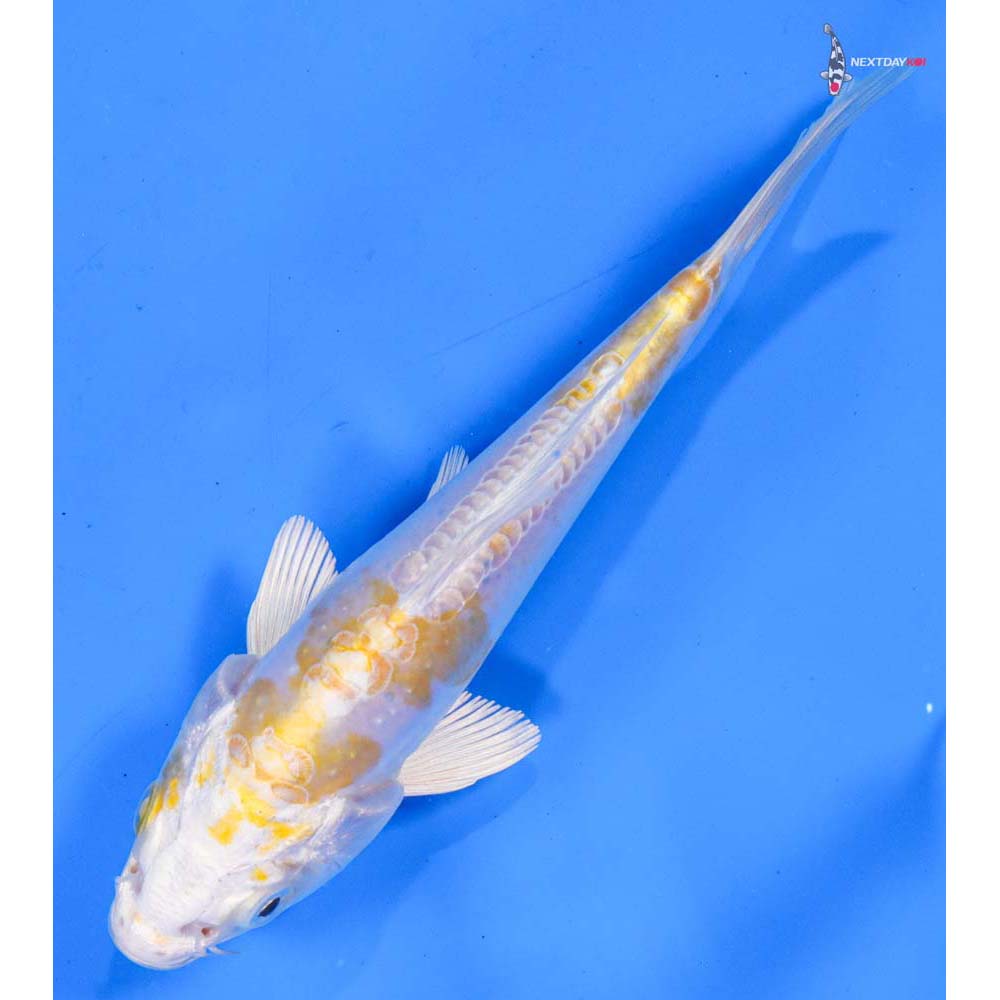 5.5” Imported Doitsu Lemon Hariwake