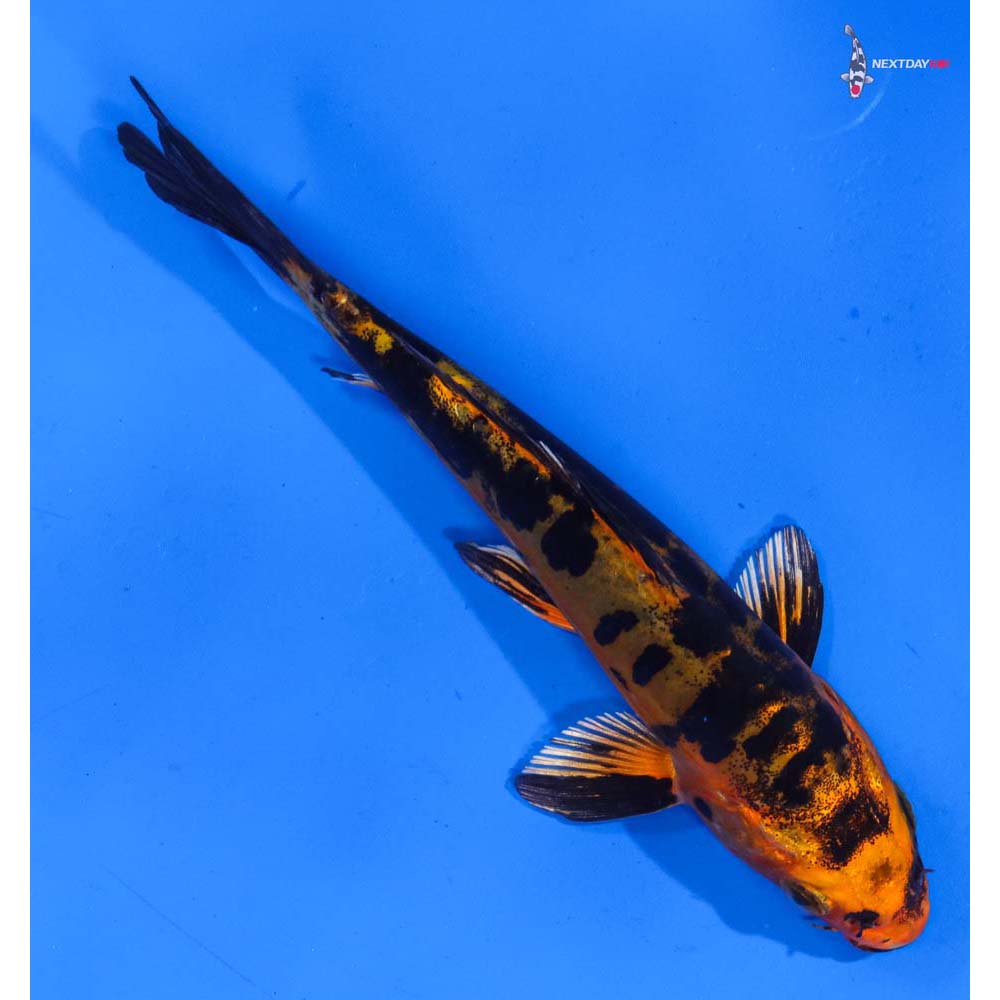 5.5” Imported Doitsu Kin Aka Bekko