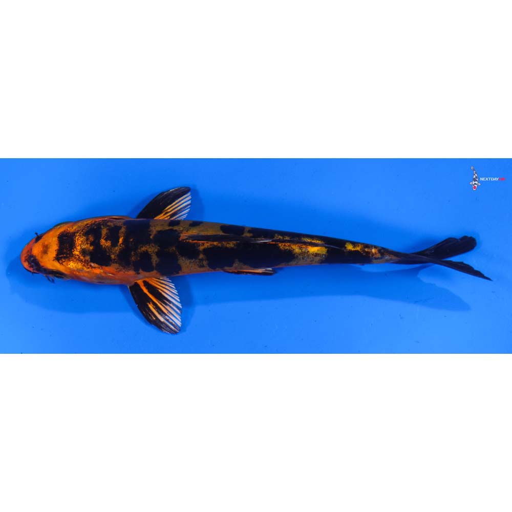 5.5” Imported Doitsu Kin Aka Bekko