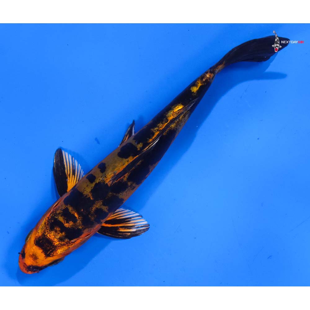 5.5” Imported Doitsu Kin Aka Bekko