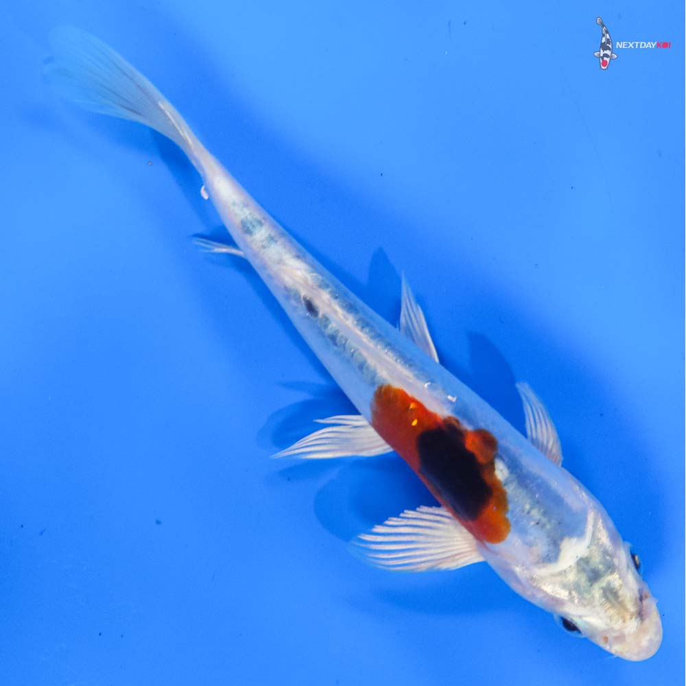 6” Imported Heisei Nishiki