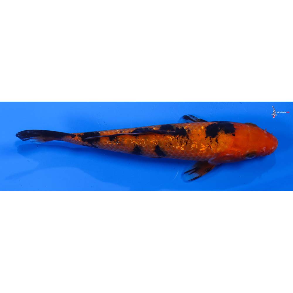 6” Imported Gin Rin Aka Bekko