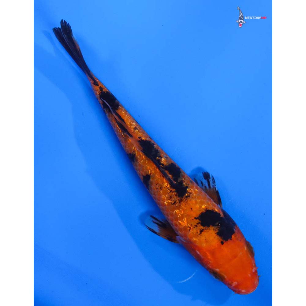 6” Imported Gin Rin Aka Bekko