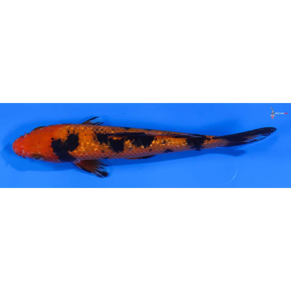 6” Imported Gin Rin Aka Bekko