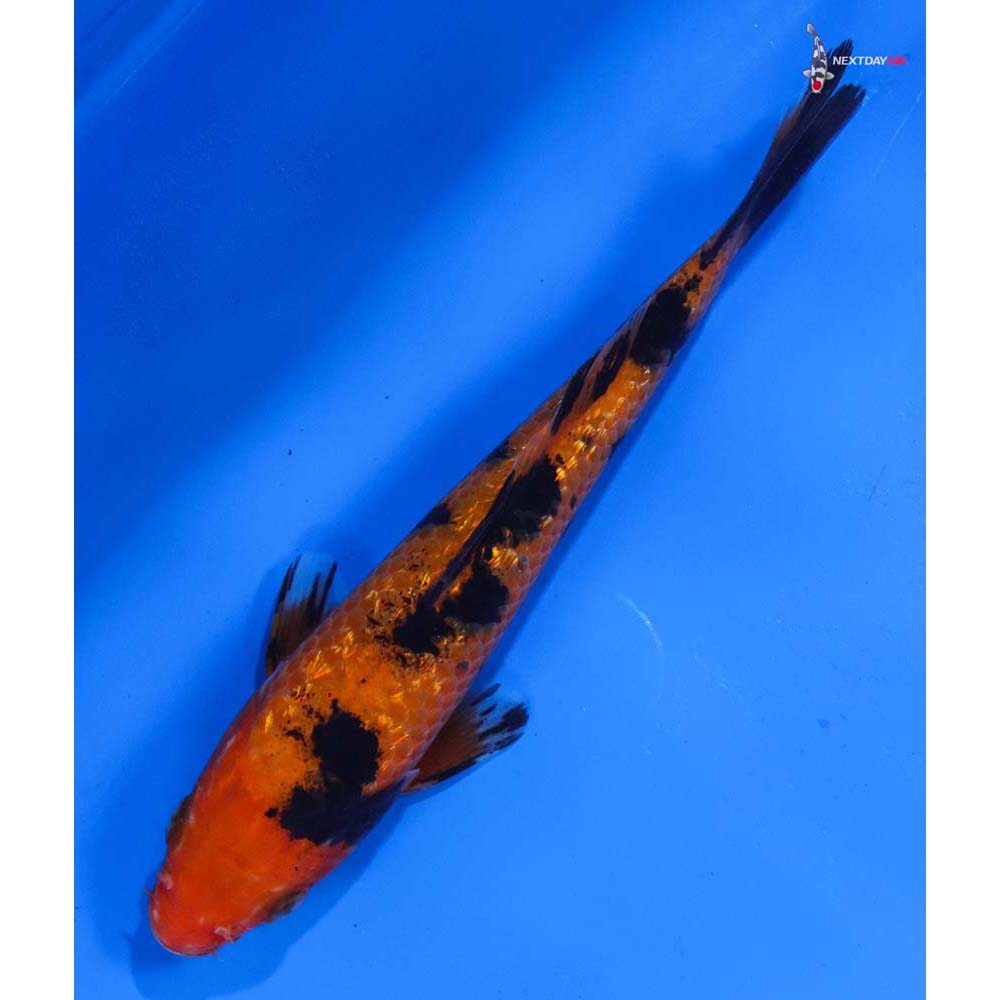 6” Imported Gin Rin Aka Bekko