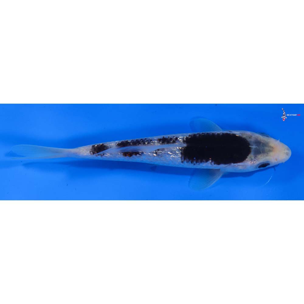 6.5” Imported Gin Rin Goromo
