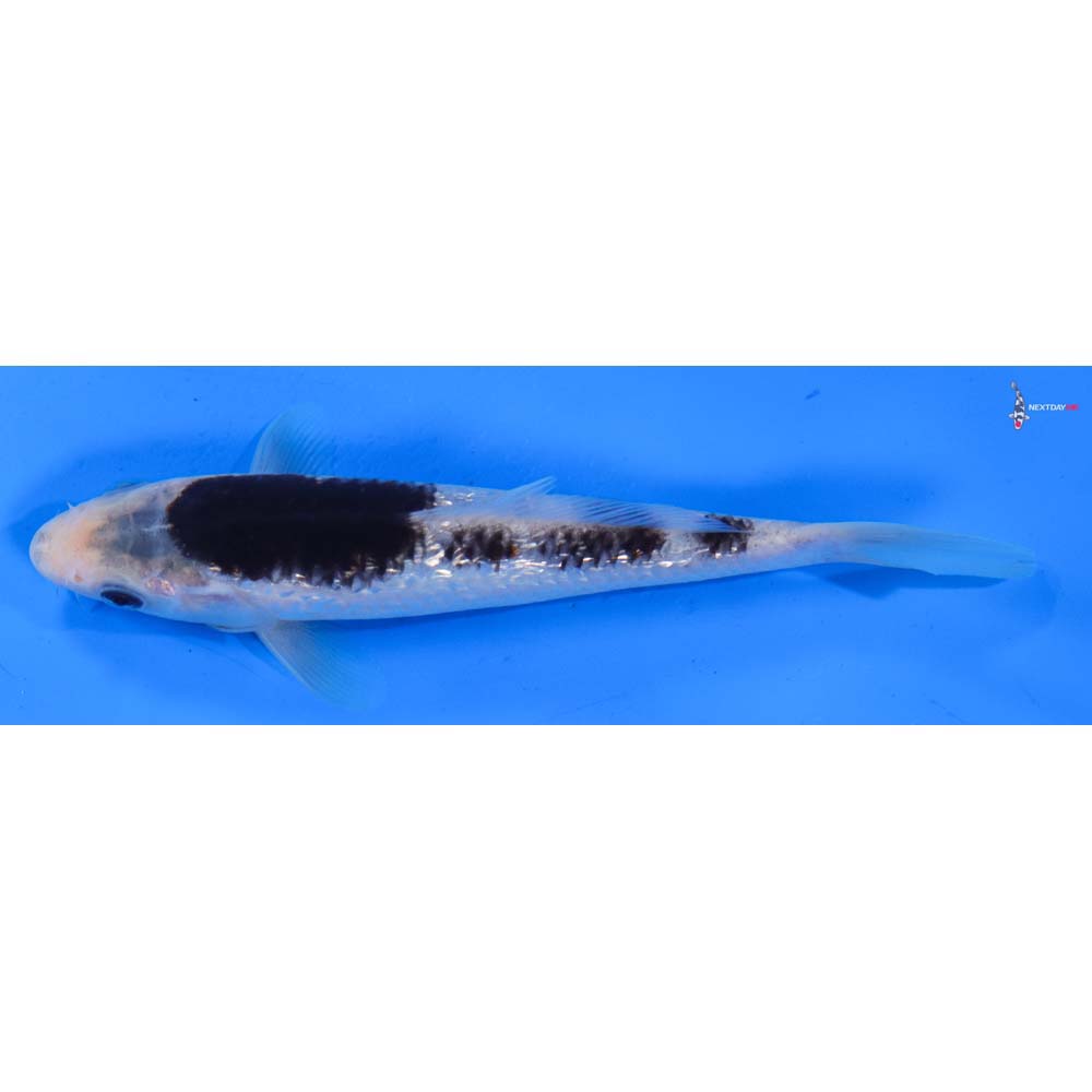 6.5” Imported Gin Rin Goromo