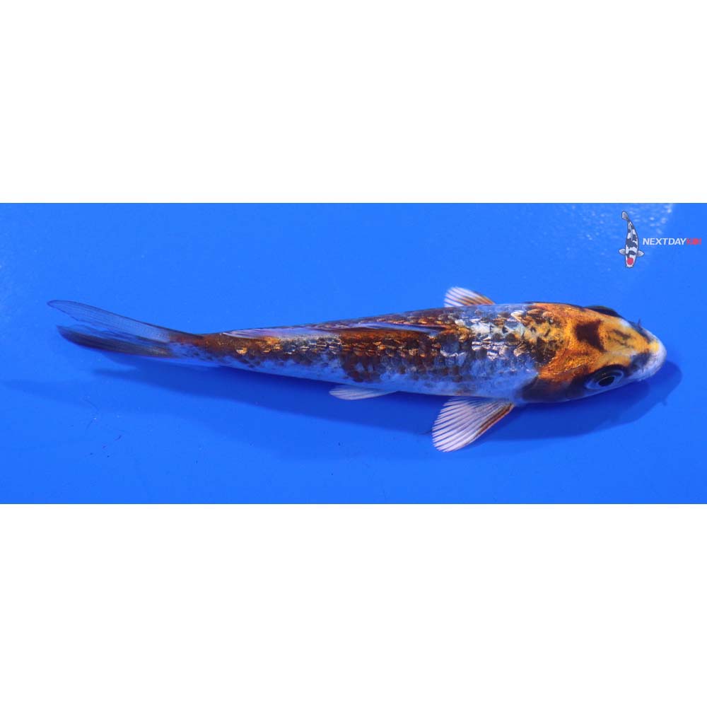 4” Imported Gin Rin Kujaku