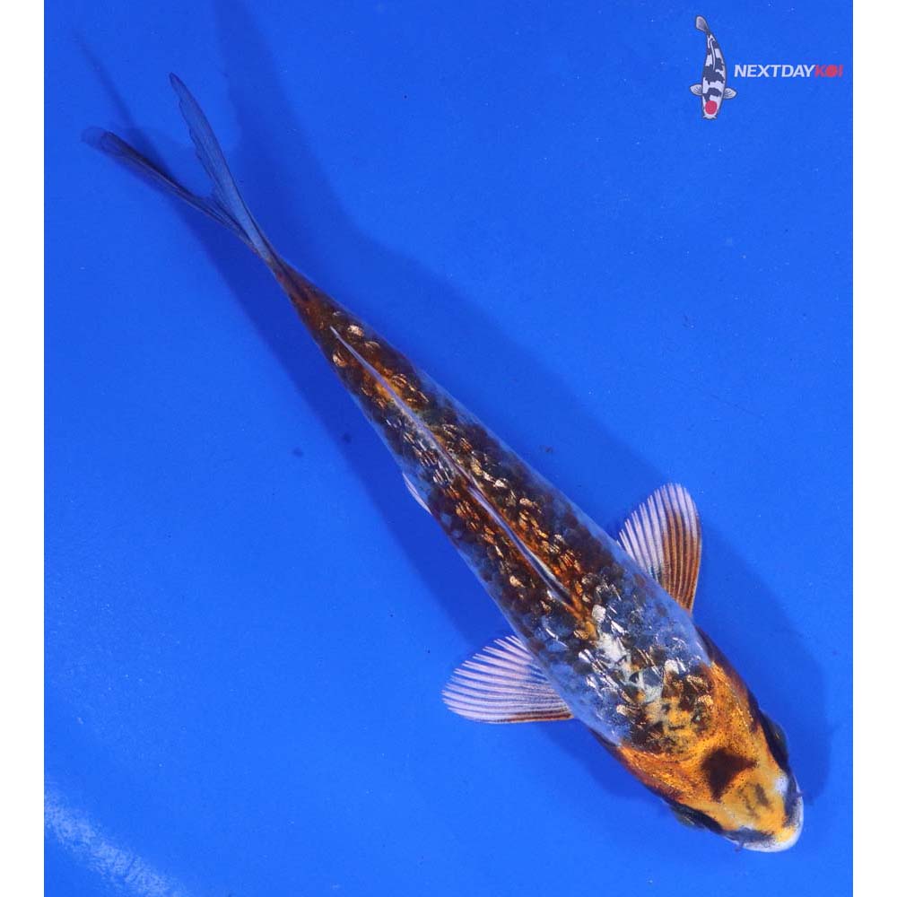 4” Imported Gin Rin Kujaku