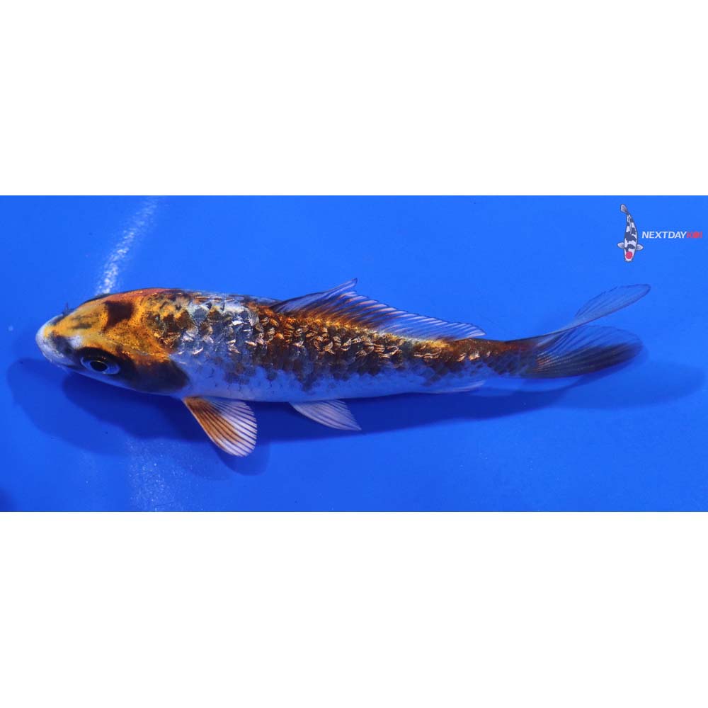 4” Imported Gin Rin Kujaku