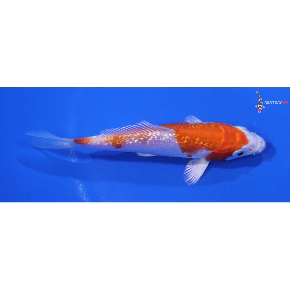 4” Imported Gin Rin Hariwake