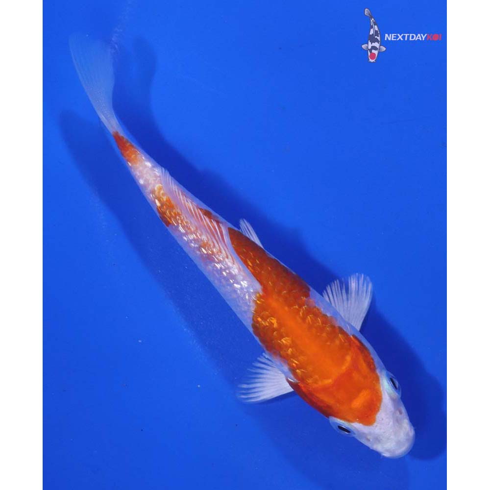 4” Imported Gin Rin Hariwake