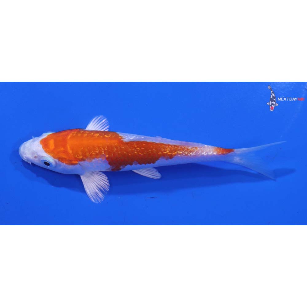 4” Imported Gin Rin Hariwake