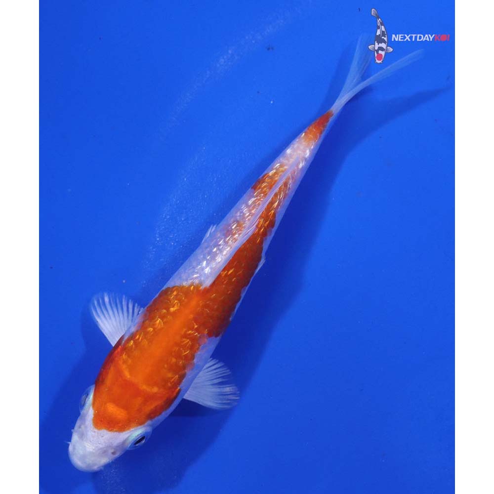 4” Imported Gin Rin Hariwake