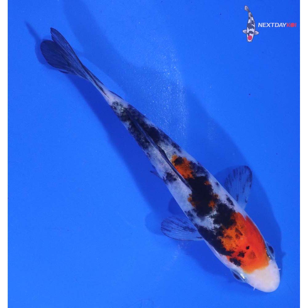 4” Imported Sanke