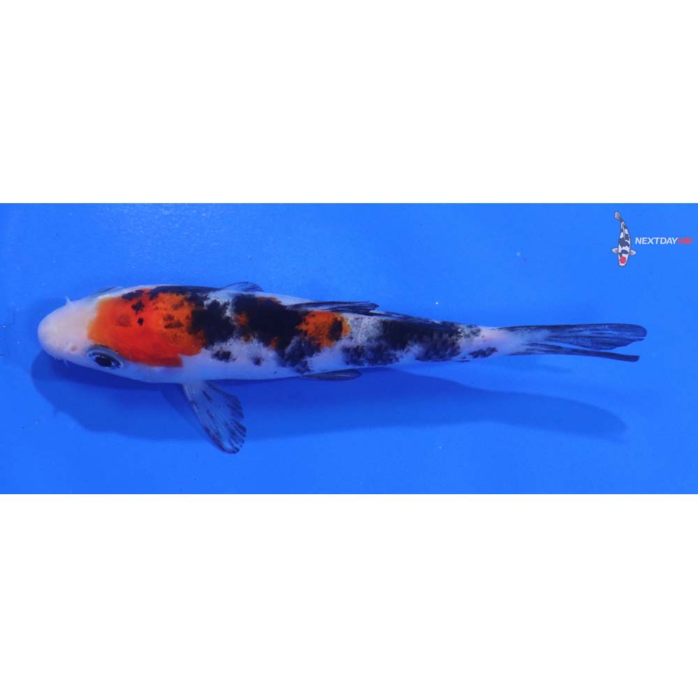 4” Imported Sanke