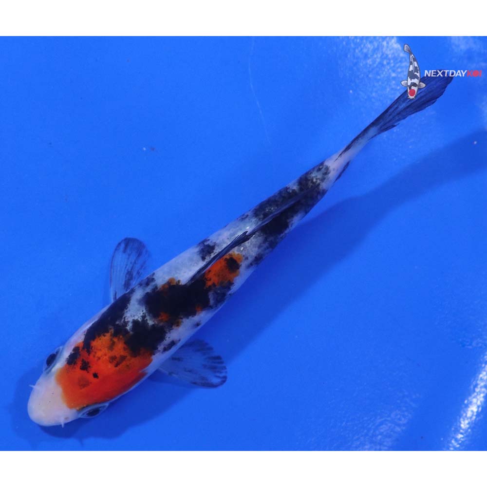 4” Imported Sanke